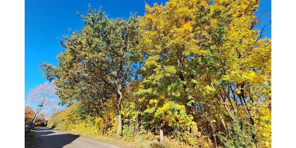 Grundstück Rietz-Neuendorf / Pfaffendorf Pfaffendorf - 63.000&euro; | Angebot:25663568