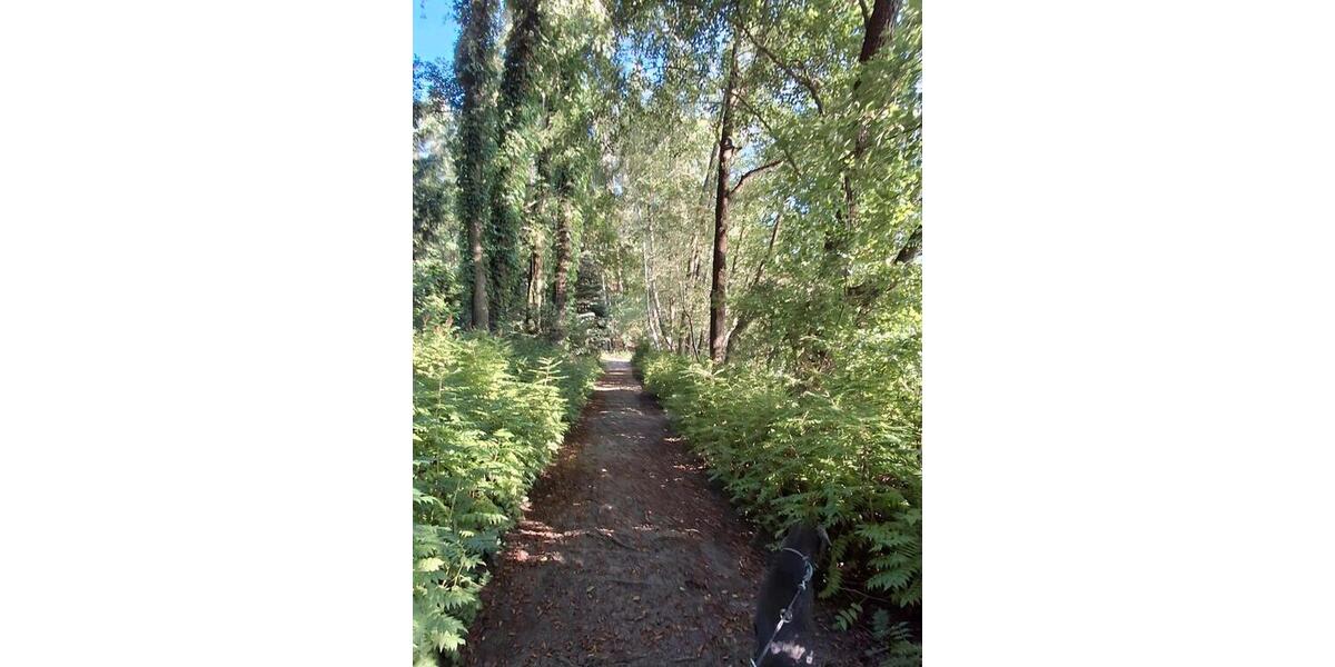 Bungalow Eisenhüttenstadt - 4 Zimmer, 42 m&sup2;, 12.900&euro; | Angebot:24525349