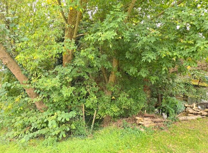 Einfamilienhaus Brieskow-Finkenheerd Finkenheerd - 55.000&euro; | Angebot:26710195