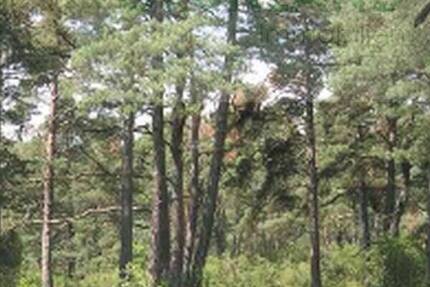 Grundstück Eisenhüttenstadt - 500.000&euro; | Angebot:25735191