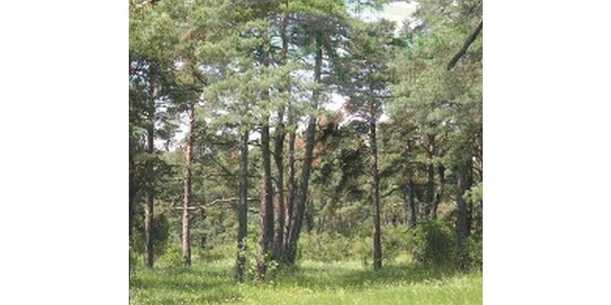 Grundstück Eisenhüttenstadt - 500.000&euro; | Angebot:25735191