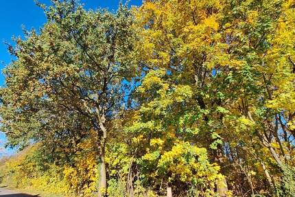 Grundstück Rietz-Neuendorf / Pfaffendorf Pfaffendorf - 75.400&euro; | Angebot:25726023