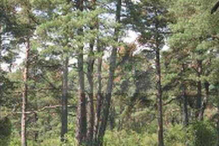 Grundstück Eisenhüttenstadt - 500.000&euro; | Angebot:20707156