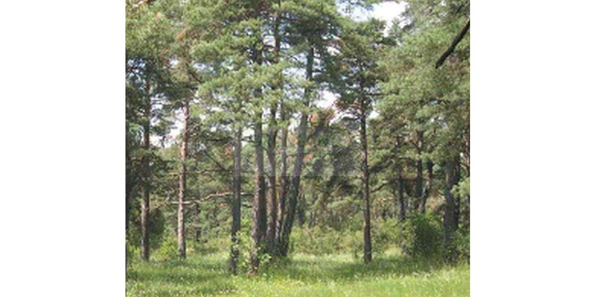 Grundstück Eisenhüttenstadt - 500.000&euro; | Angebot:20707156