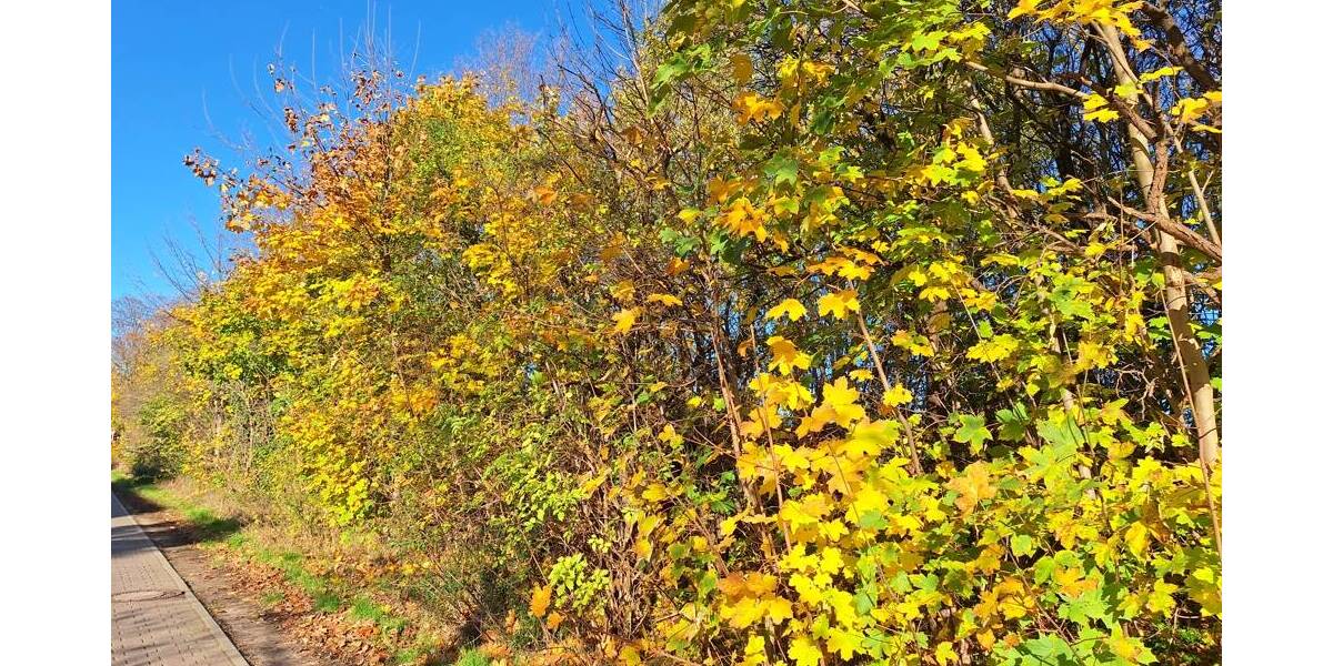 Grundstück Rietz-Neuendorf / Pfaffendorf Pfaffendorf - 75.400&euro; | Angebot:25726023