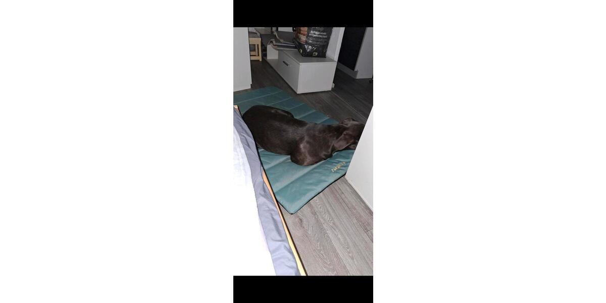 Bungalow Eisenhüttenstadt - 4 Zimmer, 42 m&sup2;, 12.900&euro; | Angebot:26648124