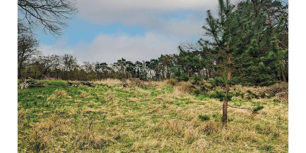 Grundstück Steinhöfel - 7.500&euro; | Angebot:26210845