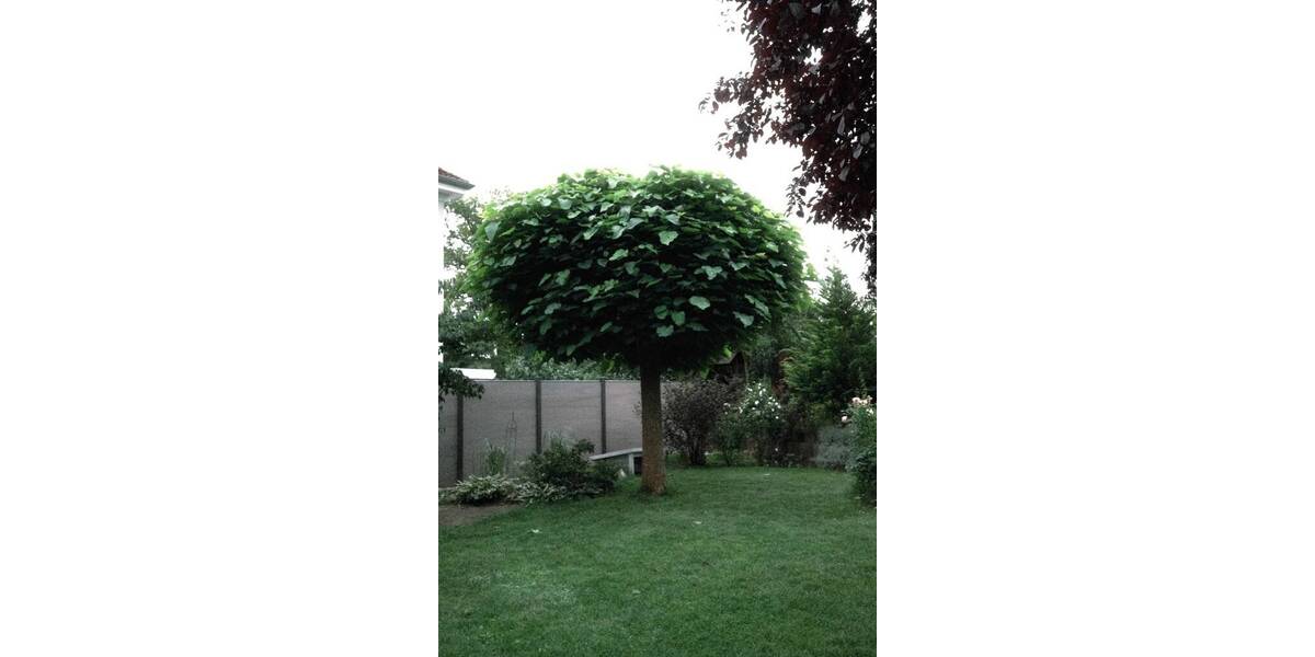 Mehrfamilienhaus, Wohnhaus Frankfurt (Oder) Frankfurt - 8 Zimmer, 216 m&sup2;, 420.000&euro; | Angebot:26105671