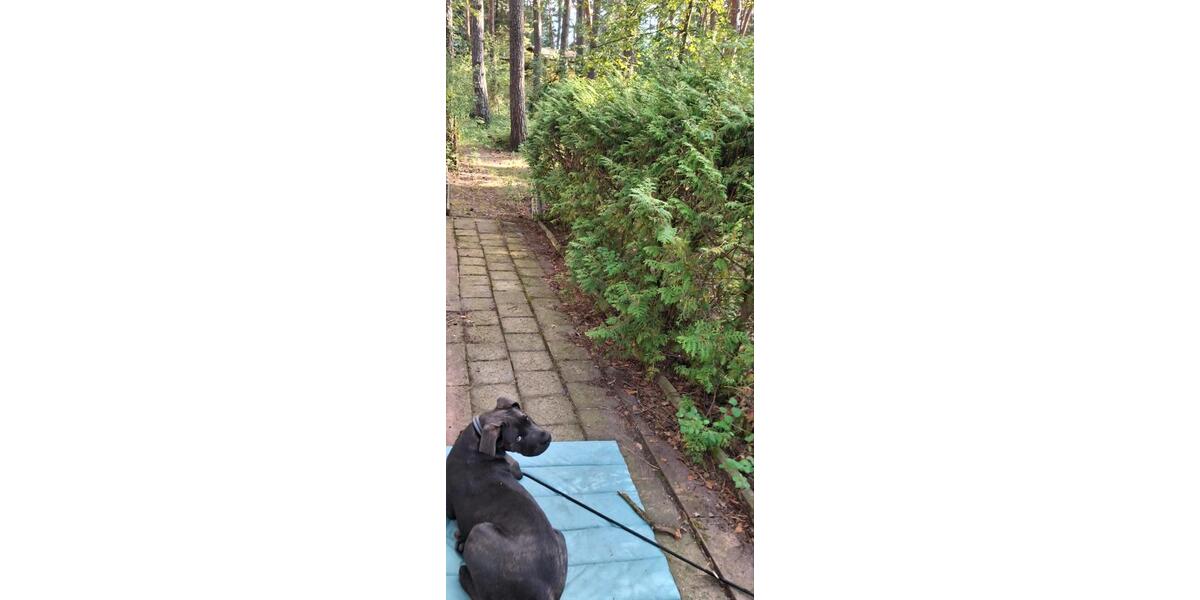 Bungalow Eisenhüttenstadt - 4 Zimmer, 42 m&sup2;, 12.900&euro; | Angebot:24525349