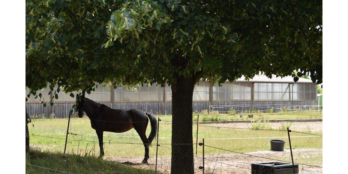 Einfamilienhaus Frankfurt (Oder) Hohenwalde - 5 Zimmer, 110 m&sup2;, 205.000&euro; | Angebot:25770082