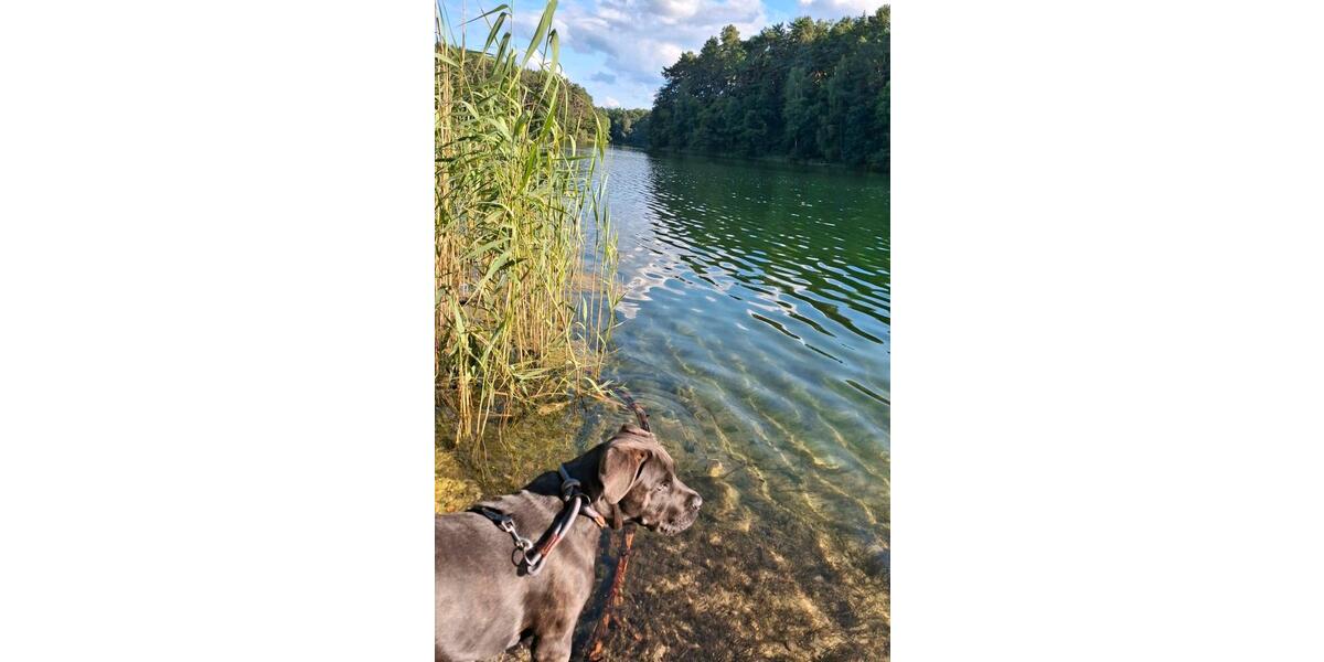 Bungalow Eisenhüttenstadt - 4 Zimmer, 42 m&sup2;, 12.900&euro; | Angebot:24525349